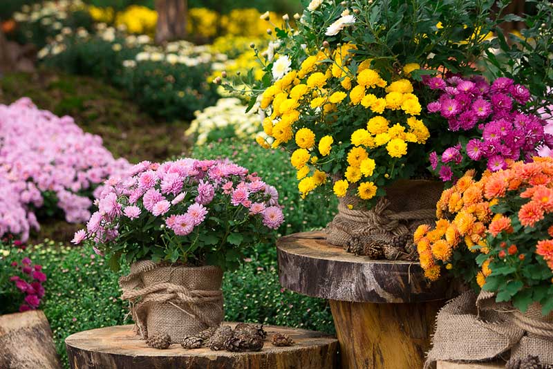 Chrysanthemum in pots