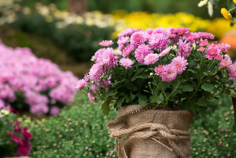 Chrysanthemums