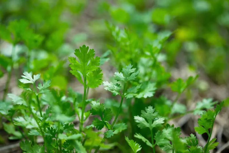 Cilantro – Annual