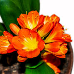 Clivia houseplant in pot