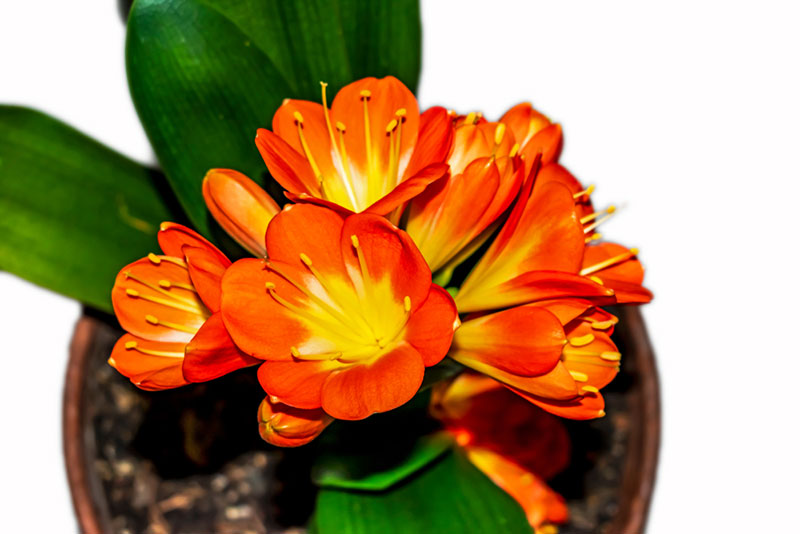 Clivia houseplant in pot