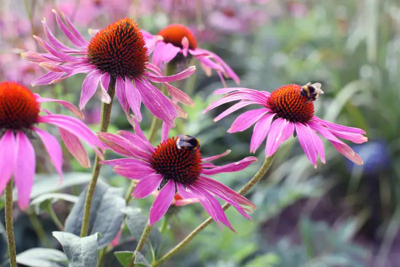 Coneflower