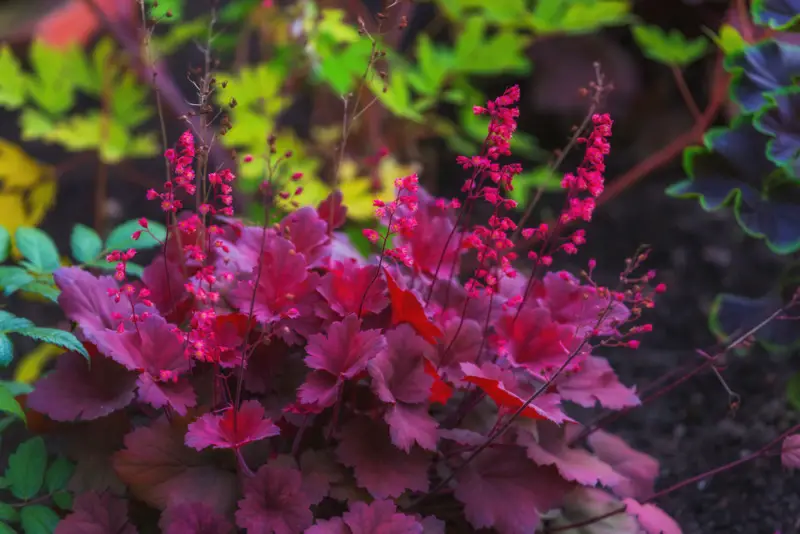 Coral Bells