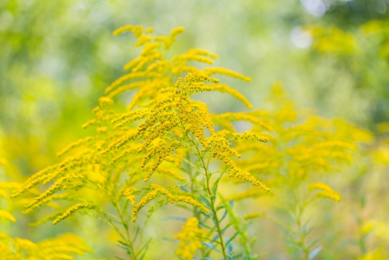 Golden Rod