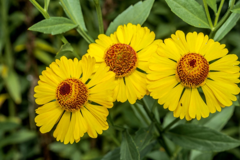 Helenium