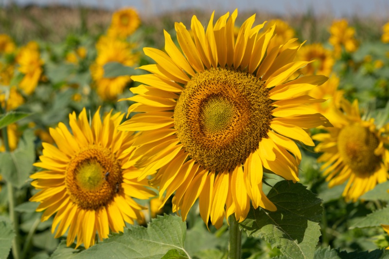 Helianthus