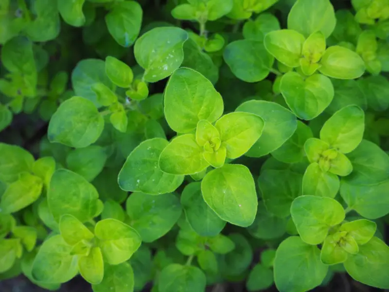 Oregano - Perennial