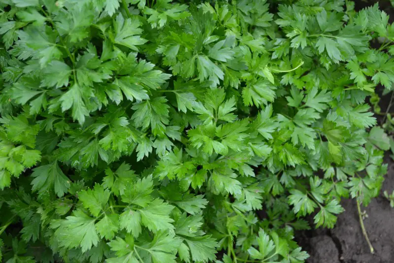 Parsley – Biennial (Two-year Growth Cycle)