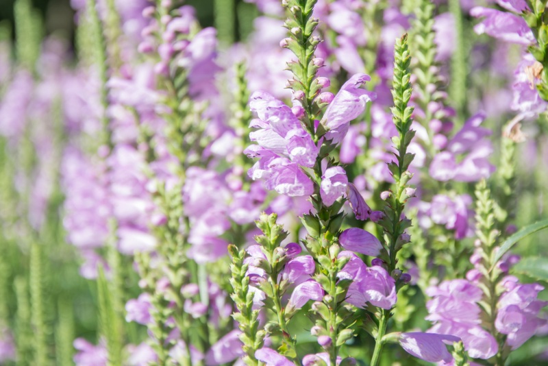 Physostegia