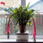 Queen's Tears Plant