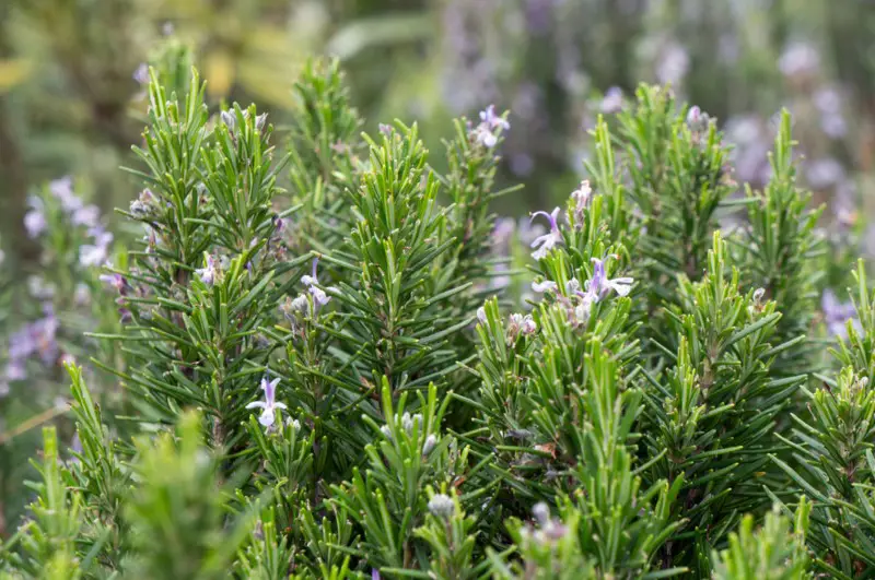 Rosemary – Perennial