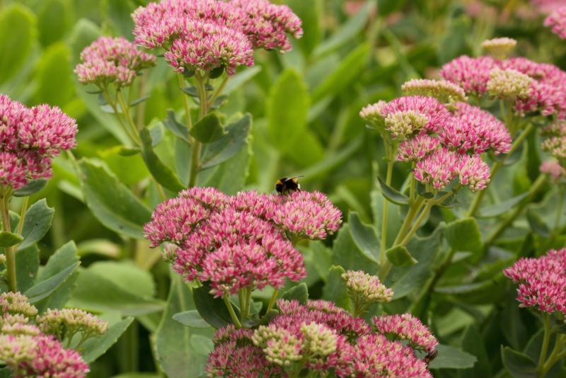 Sedum