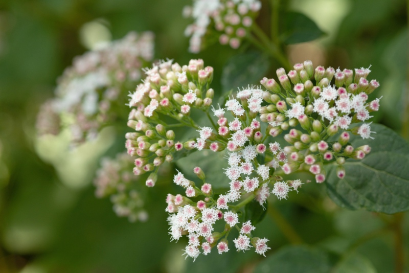 Snakeroot