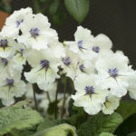 Streptocarpus