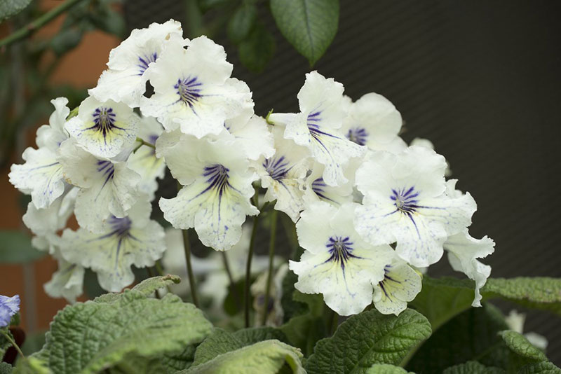 Streptocarpus