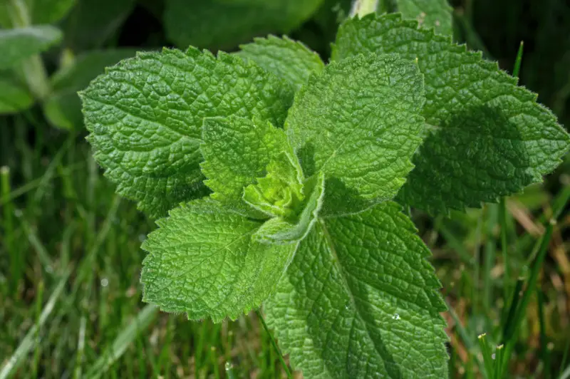 Sweet Mint – Perennial