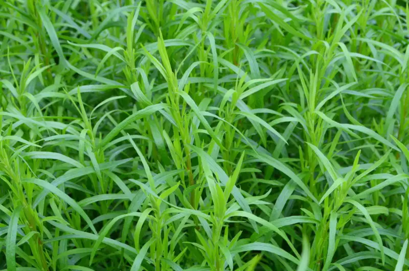 Tarragon – Perennial