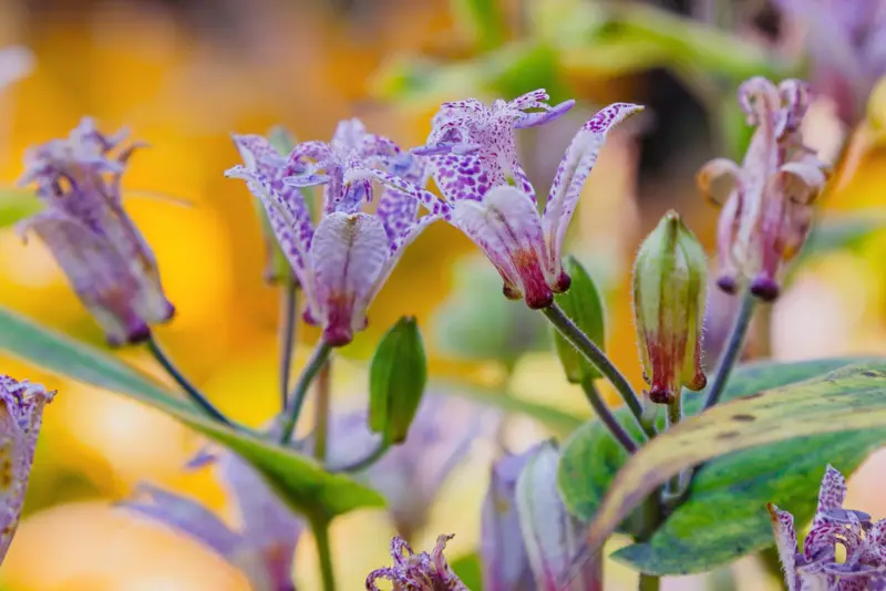 Toad Lily