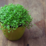 baby's tears in a pot