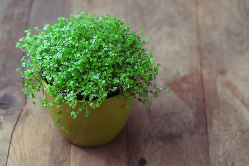 baby's tears in a pot