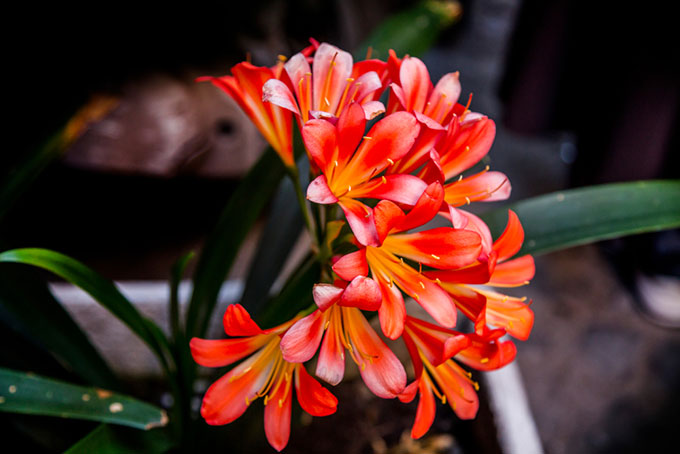 blooming Clivia