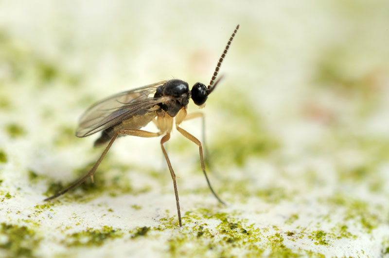 fungus gnats