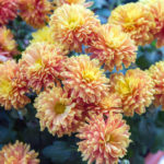 garden mums