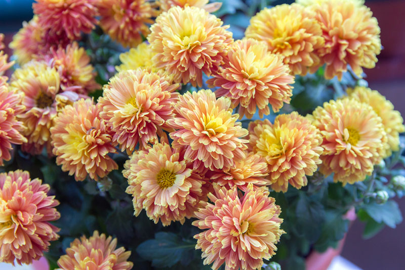 garden mums