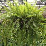Boston-Fern