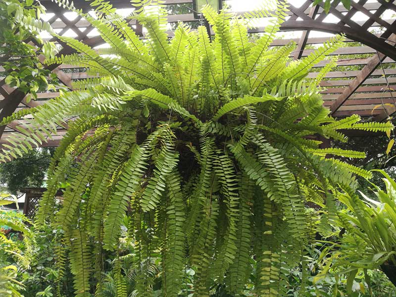 hanging boston fern