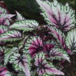 rex begonia houseplant