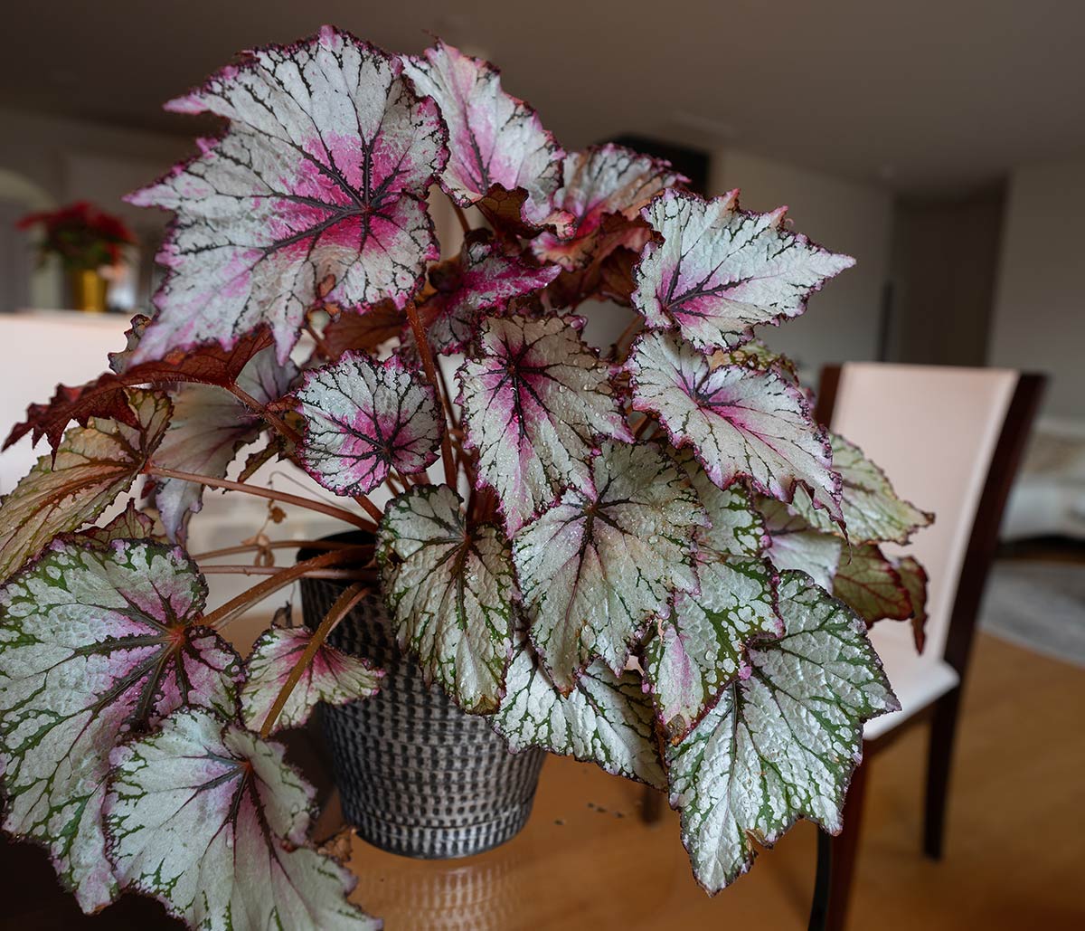 rex begonia houseplant