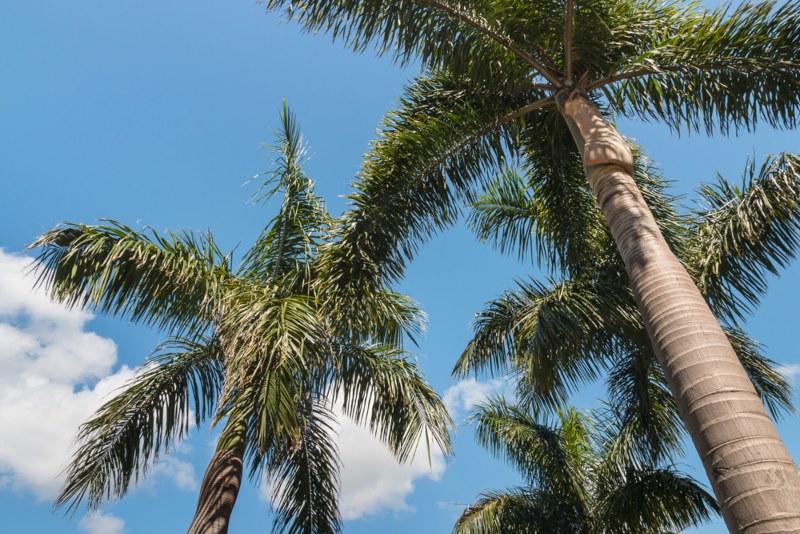 15 Large Florida Palm Trees Garden Lovers Club