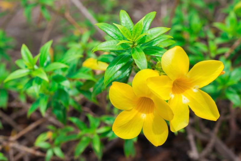 Allamanda Bush