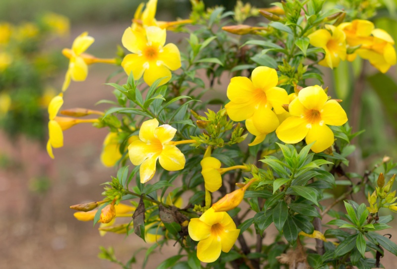 Allamanda Vine