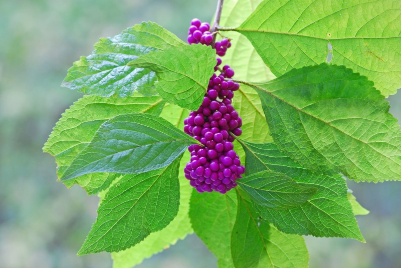 American Beautyberry