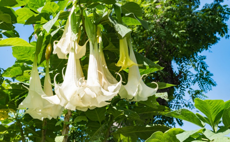 Angel's Trumpet