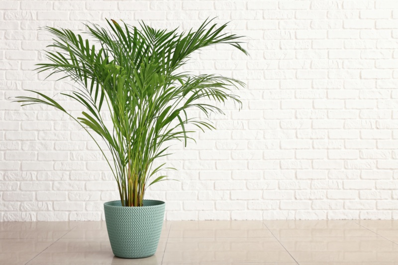 Areca Palm