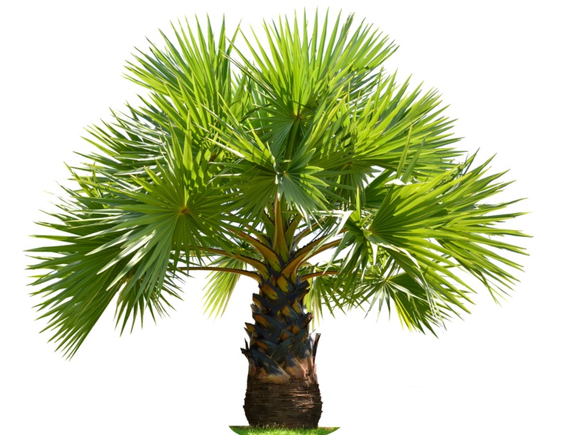 Arenga Palm (Dwarf Sugar Palm)