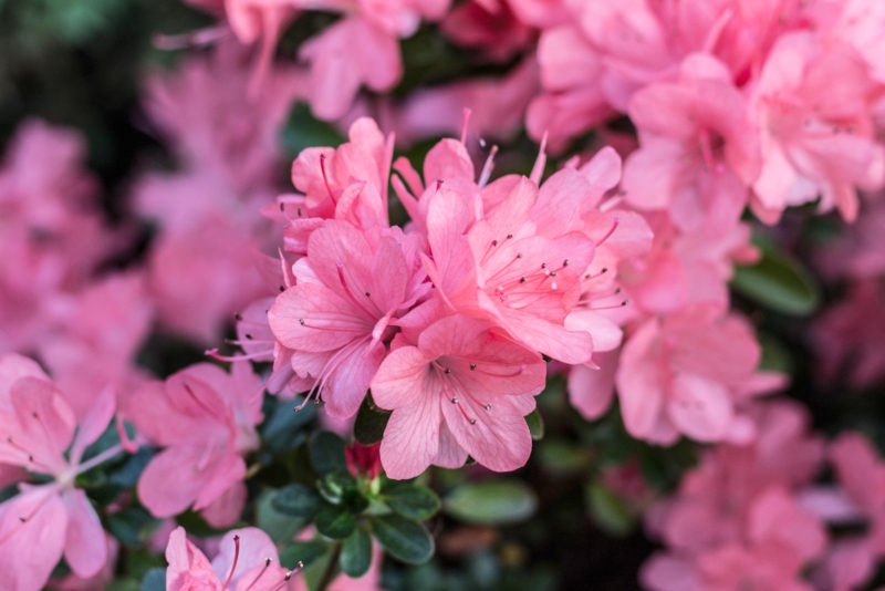 Azalea