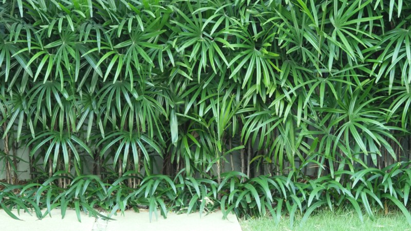 Bamboo Palm (Chamaedorea elegans)