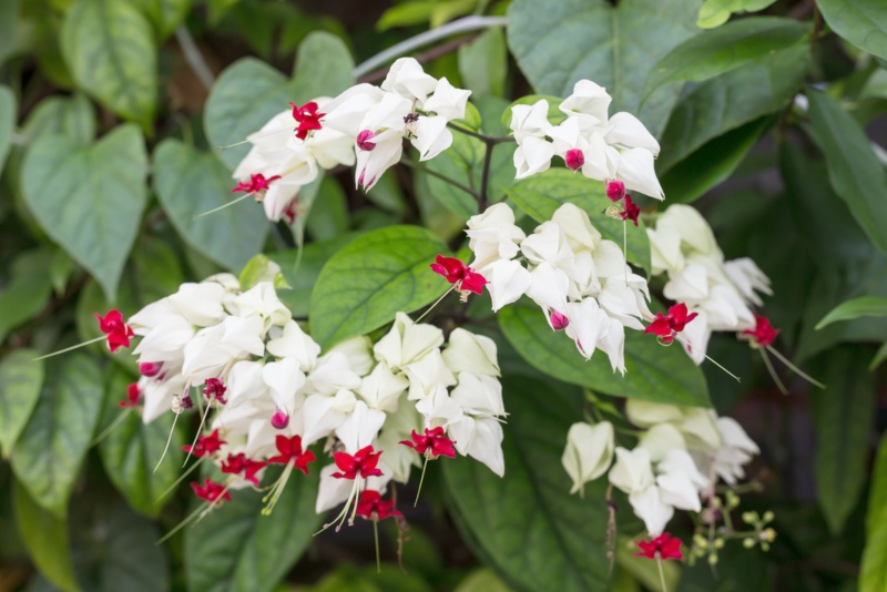 Bleeding Heart Vine