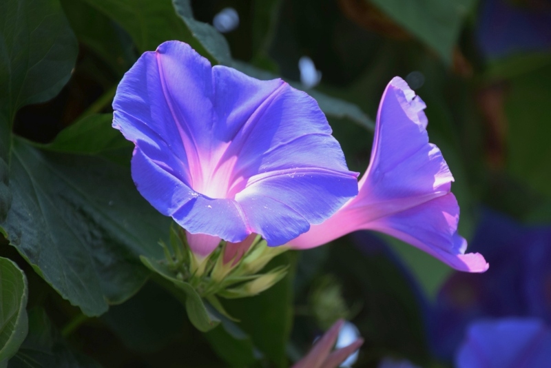 Blue Morning Glory (Ipomoea indica)