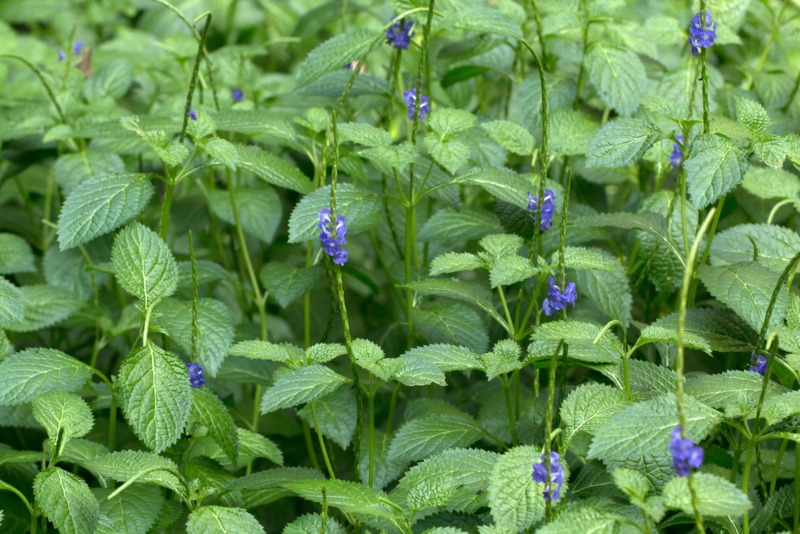 Blue Porterweed