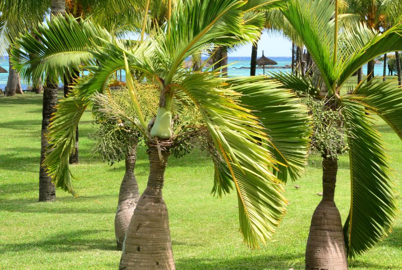 15 Perfect Small Florida Palm Trees