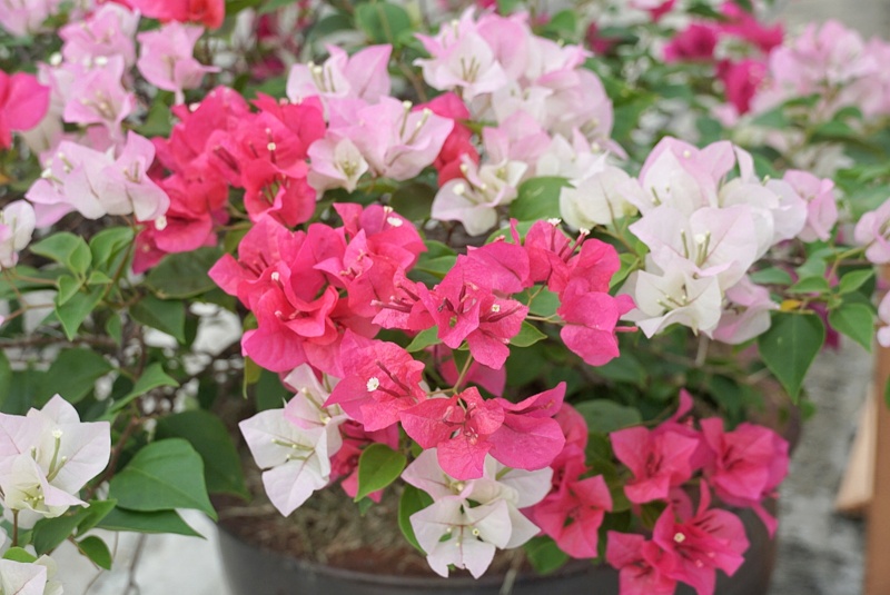 Bougainvillea