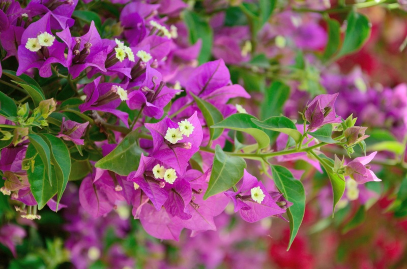 Bougainvilleas