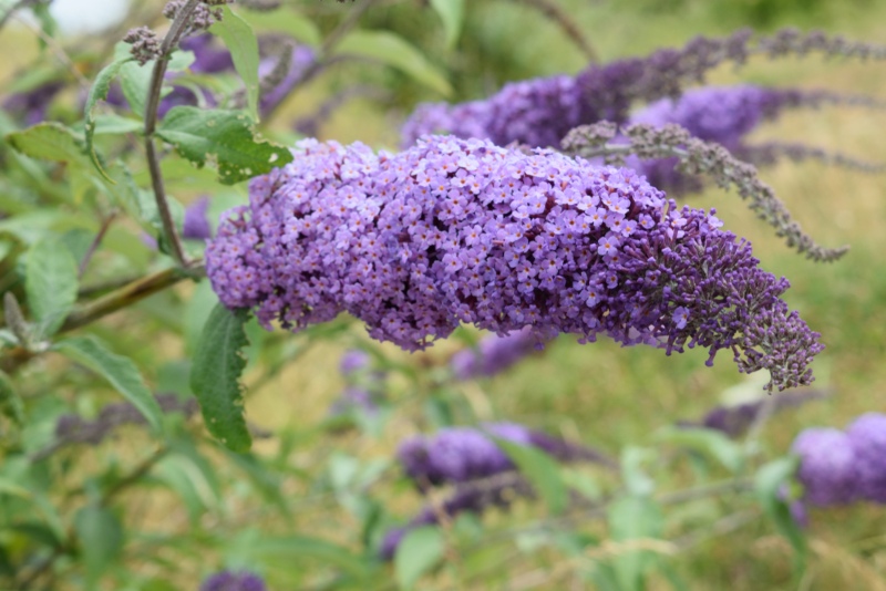 Buddleia