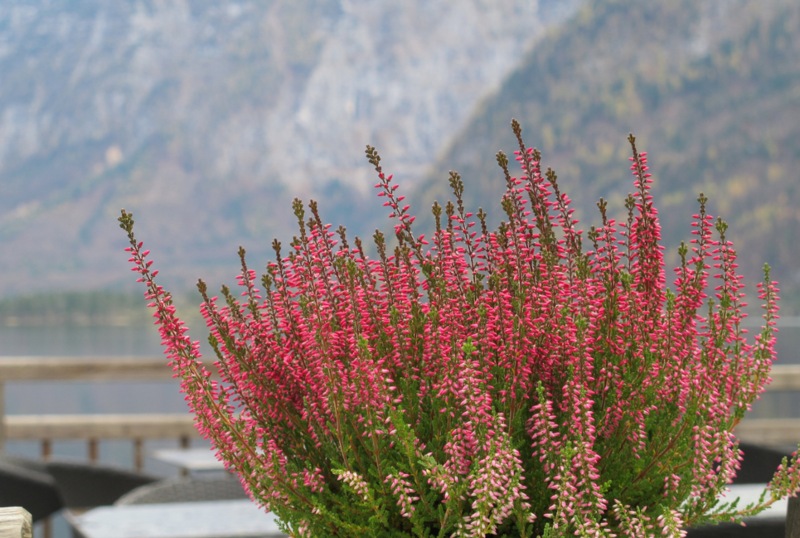 Calluna vulgaris 'Amethyst'