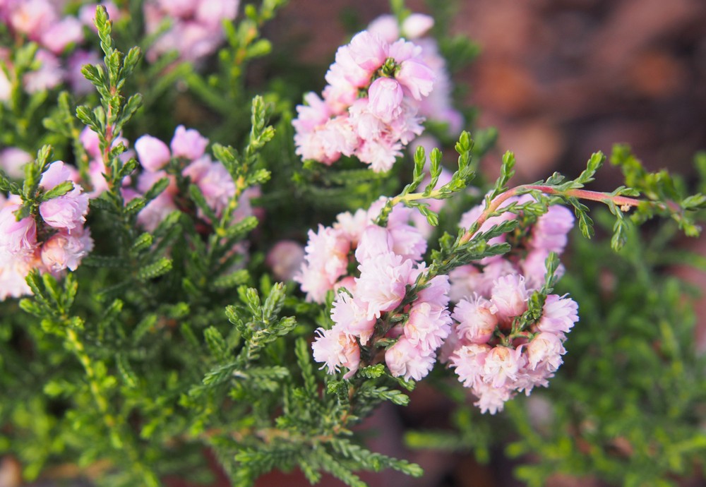 Calluna vulgaris 'H.E. Beale'